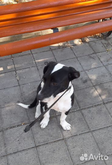 В добрые руки