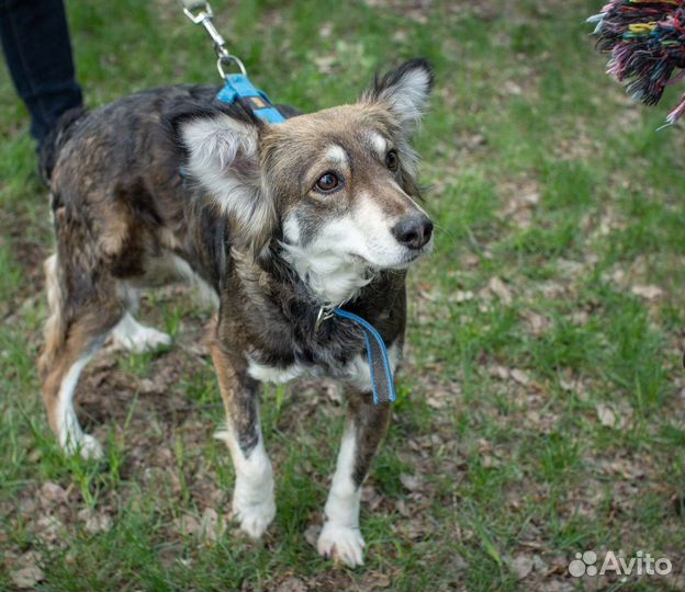 Собака небольшого размера ждёт в приюте