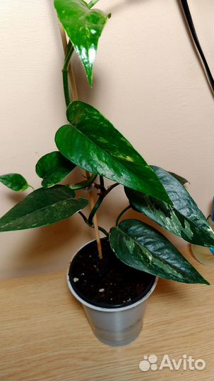 Эпипремнум,сингониум,филодендрон,монстера