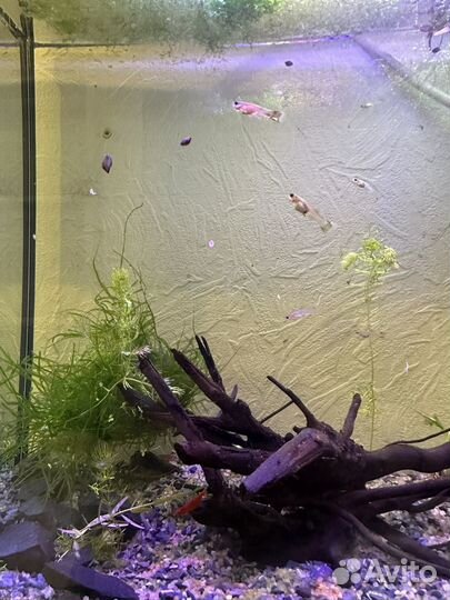 Аквариумные рыбки гуппи