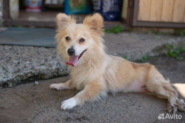 Собака. Зимка малышка. Ставрополь. в добрые руки