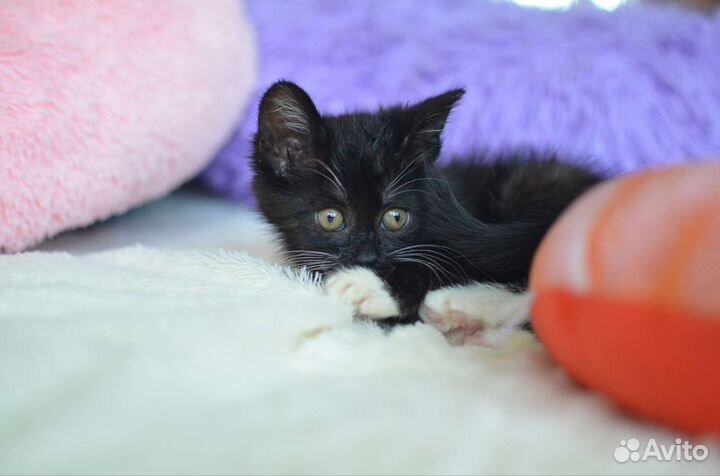 Котенок бесплатно