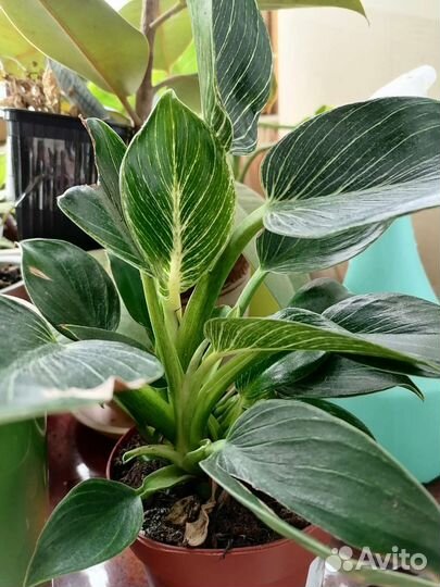 Филодендрон