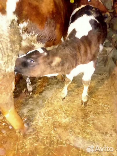 Телочка3 месяца