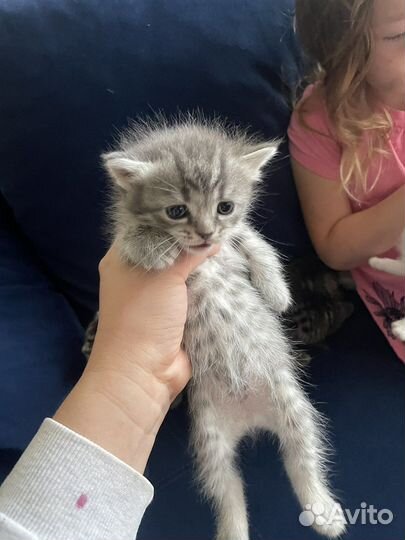 Котята в дар бесплатно