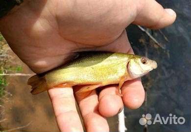 Рыба линь малек