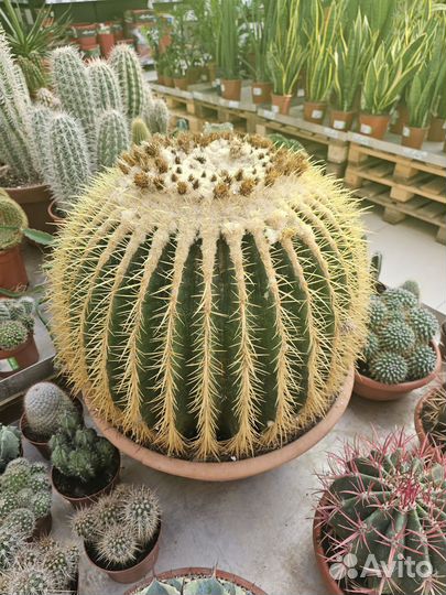 Эхинокактус Грузони большой кактус