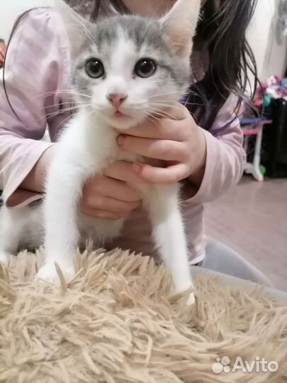 Котенок Гоша 3 месяца