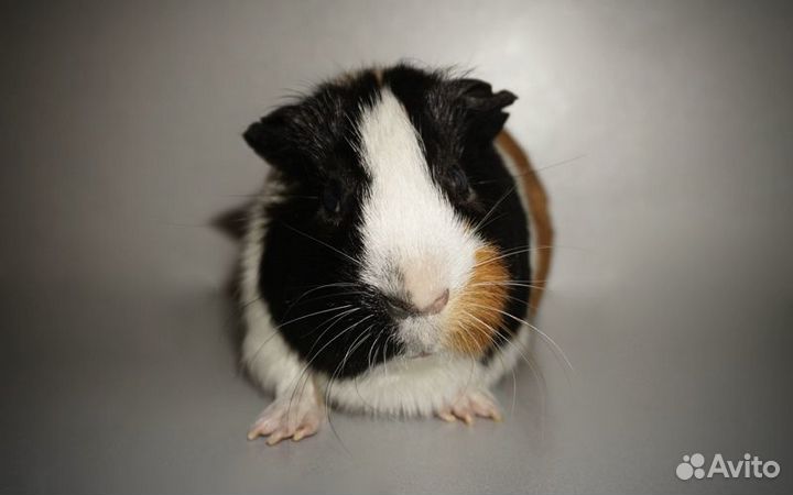 Морская свинка мальчик