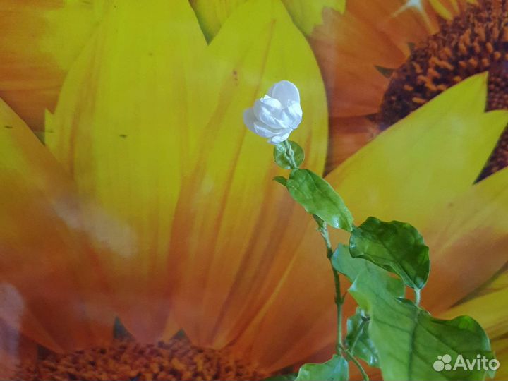 Жасмин махровый для вашего дома