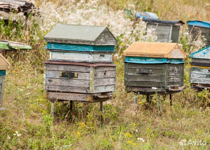 2024 Мед натуральный из Алтая опт