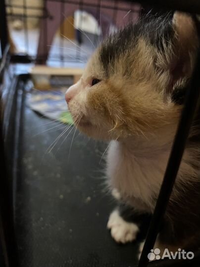 Котенок девочка в добрые руки