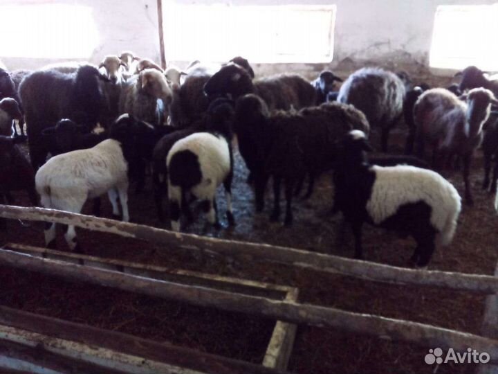 Ягнята Дорпер(30) +Суффолк(70) Линяют
