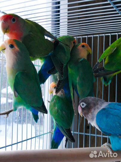 Попугай неразлучник и какарики