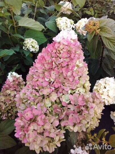 Гортензия метельчатая Строббери Блоссом