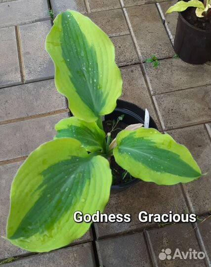 Хосты с каймой