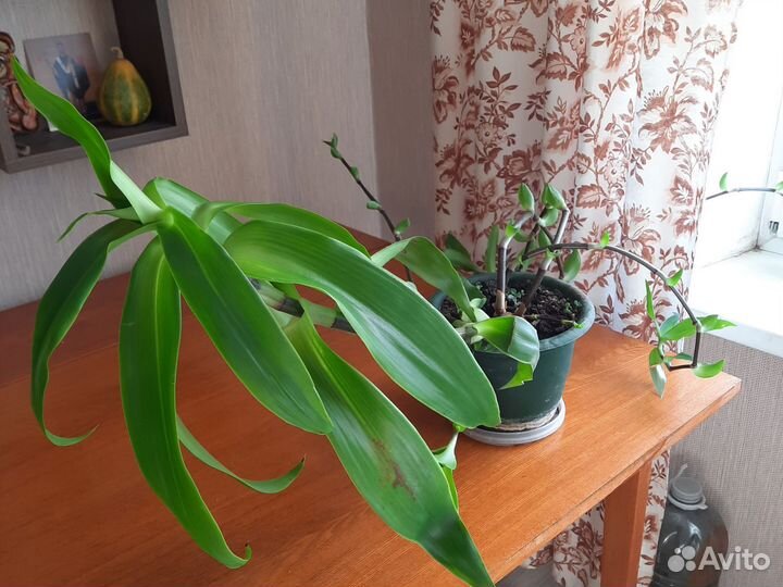 Цветок золотой ус