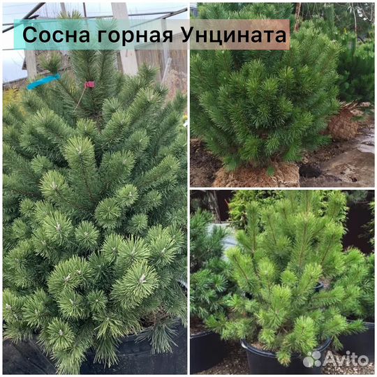 Сосна Пумилио, Муго, Мугос, Унцината, Кедр