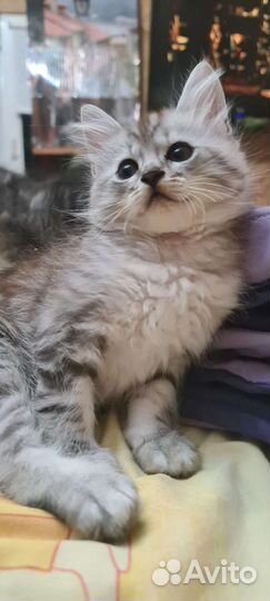 Котята и кот в добрые руки