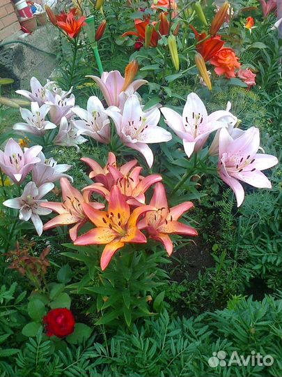 Цветы лилии луковицы