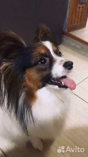 Стрижка собак мелких пород, стрижка когтей