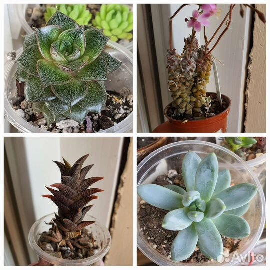 Суккуленты разные
