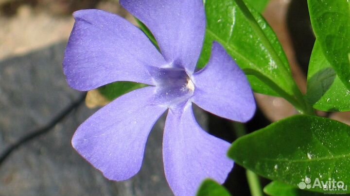 Почвопокровник барвинок голубой многолетний