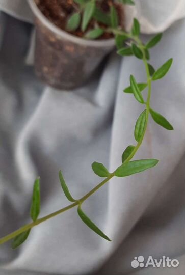 Хойя Энглериана