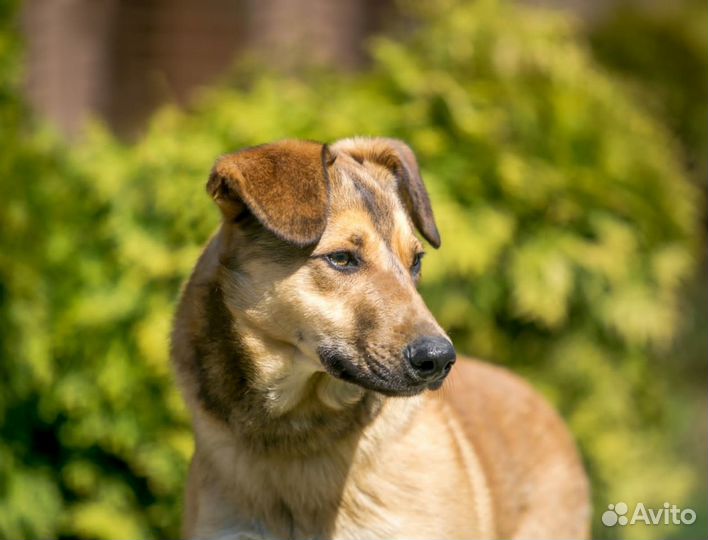 Рони- отличный парень