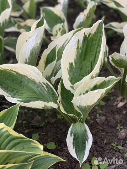 Хосты сортовые