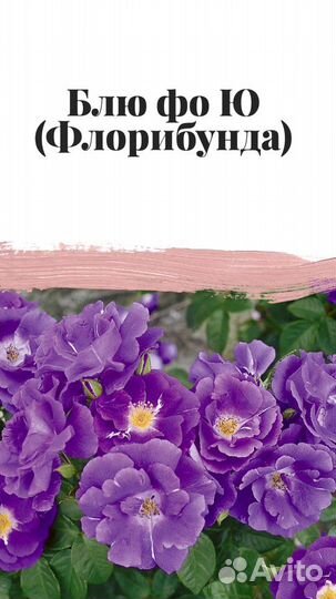 Розы розница, опт