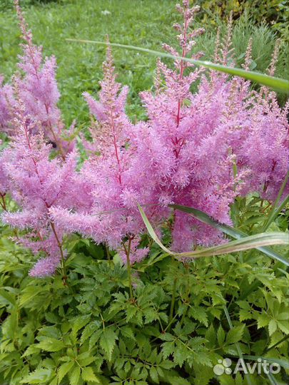 Астильба, розовые цветы, овсяница