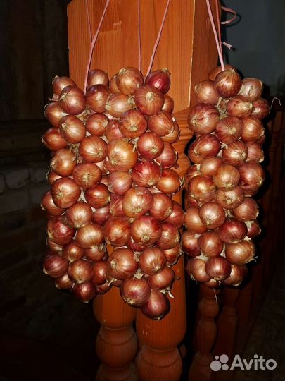 Лук семейный