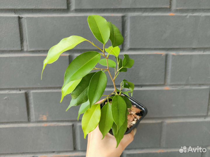 Фикус бенджамина неон