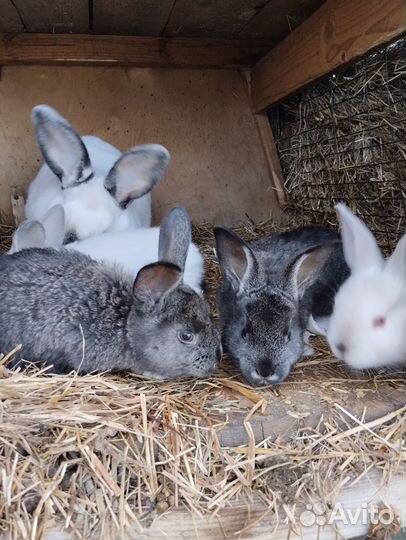 Крольчата