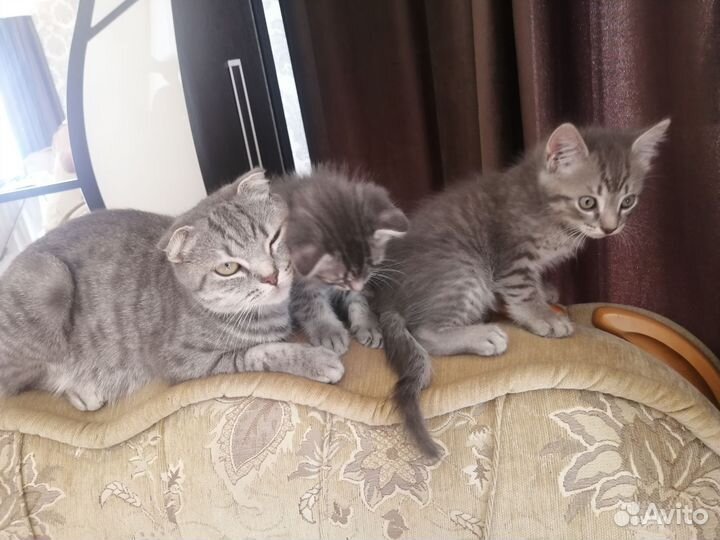 Кошка
