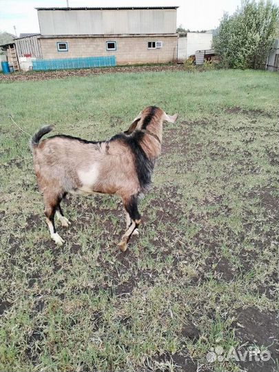 Услуги козла