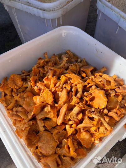 Грибы лисички соленые