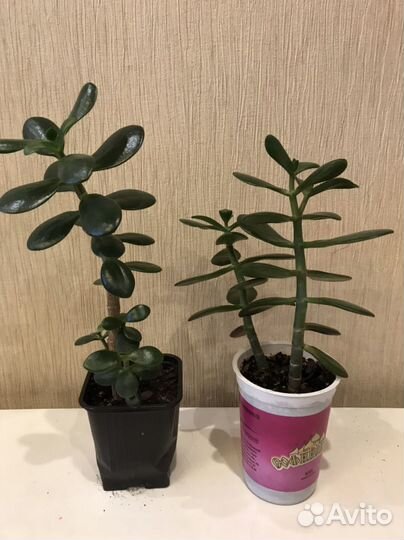 Комнатные растения