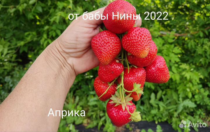 Саженцы крупноплодной клубники Априка