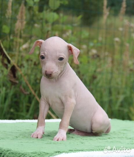 Агт, американский голый терьер