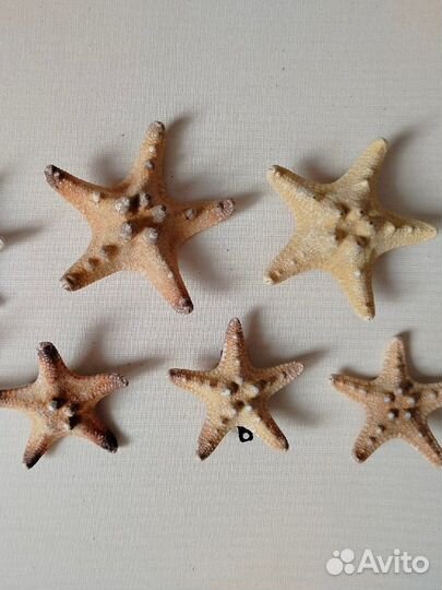 Заколки и броши из натуральных морских звёзд