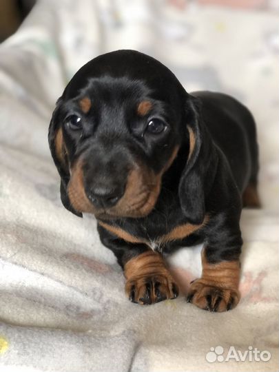 Щенок такса девочка