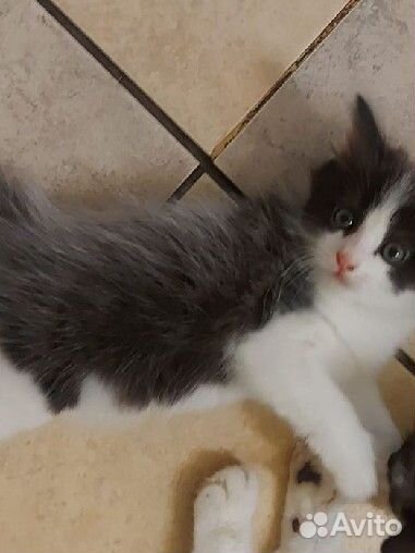 Отдам котёнка в добрые руки