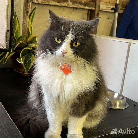 Кошка Маша ищет дом