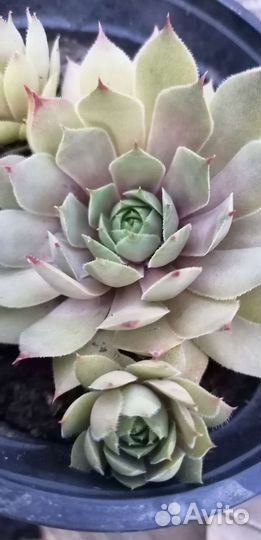 Садовые сукуленты гиганты