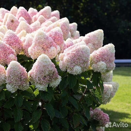 Гортензия метельчатая