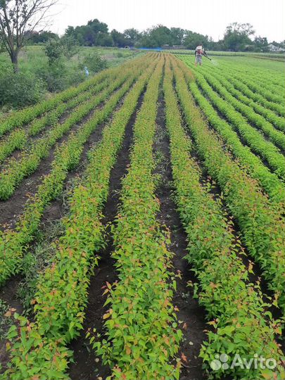 Подвой Жердела