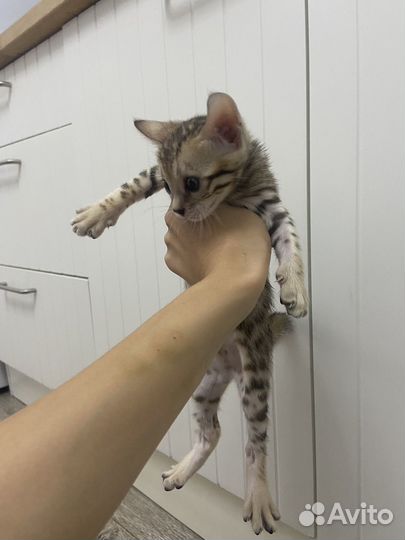 Бенгальские котята