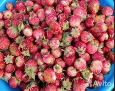 Земклуника 